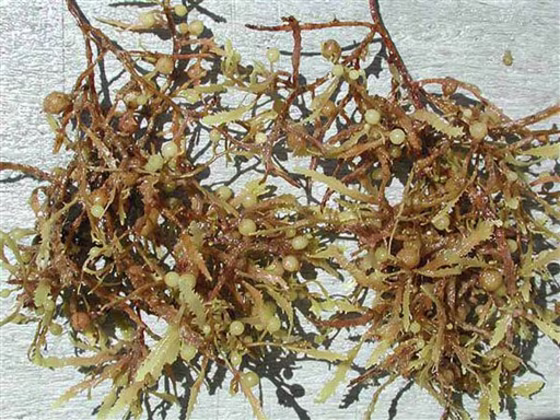 Sargassum algae&nbsp;— sometimes called sea holly or Gulf weed&nbsp;— is key to hundreds of species of marine life in the Gulf. The oil spill&nbsp;is threatening to suffocate some patches, dealing a blow to fisheries and the ecosystem that scientists say may take years to recover.
